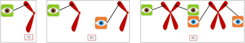 Beispiel: 1c 2c 4c