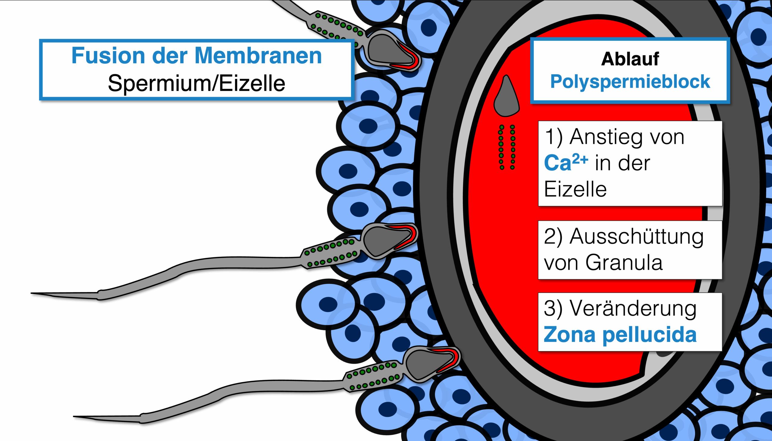 Ablauf Befruchtung - Polyspermieblock