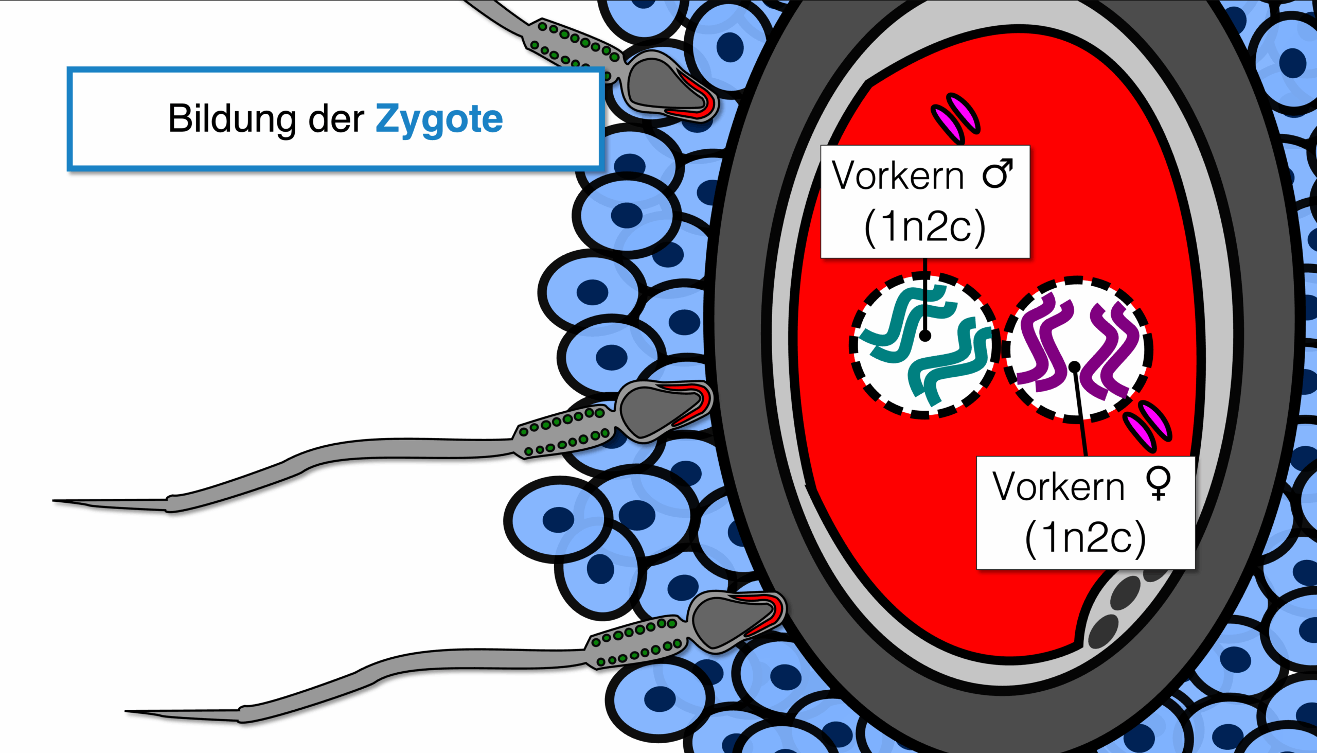 Ablauf Befruchtung - Vorkernbildung (1n2c)