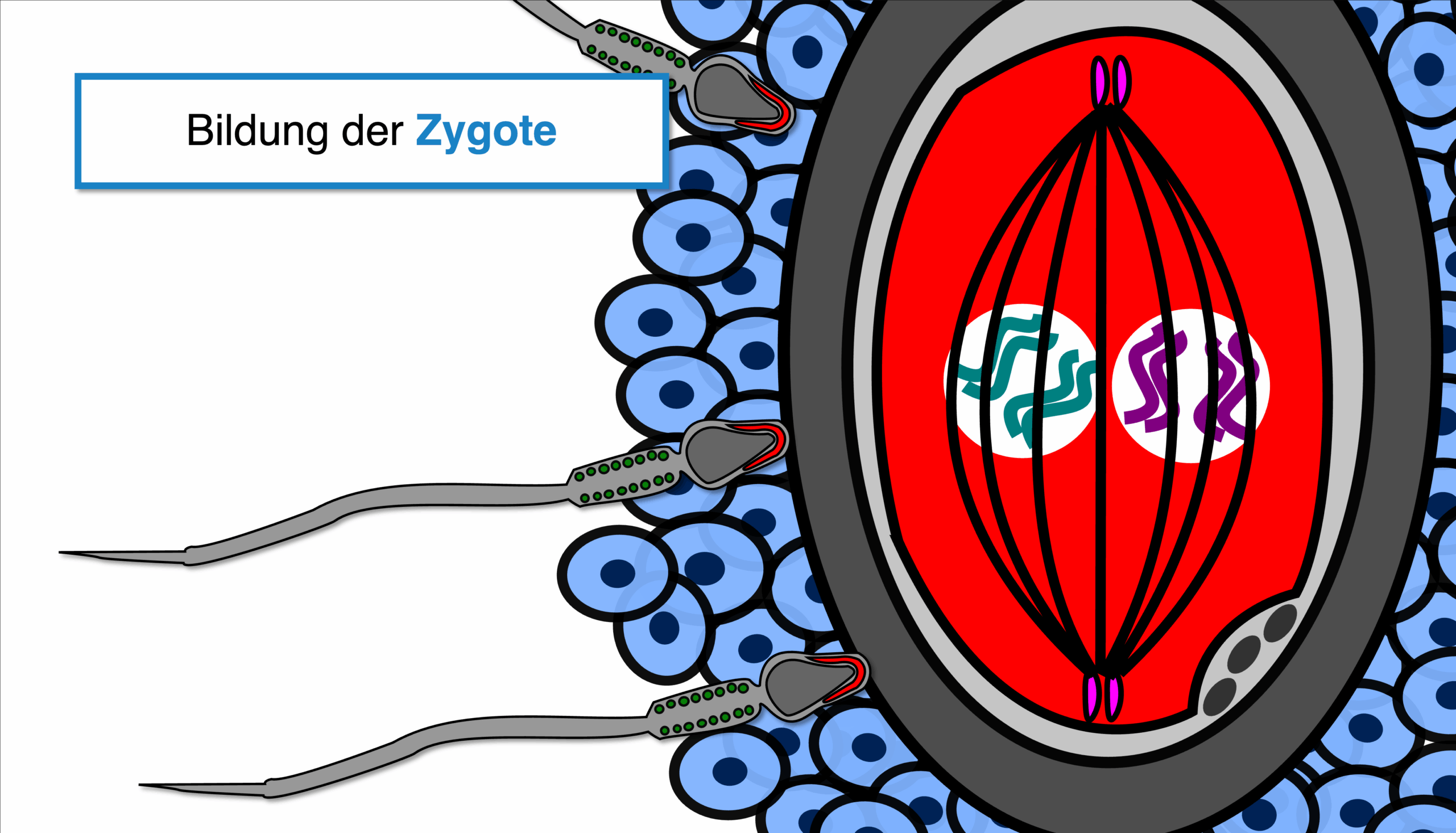 Ablauf Befruchtung - Bildung der Zygote