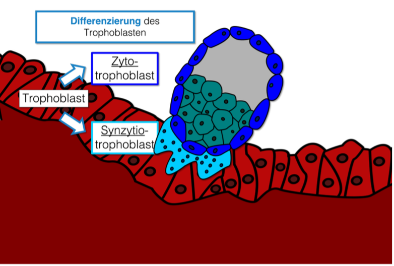 Ablauf Einnistung - Differenzierung Trophoblast