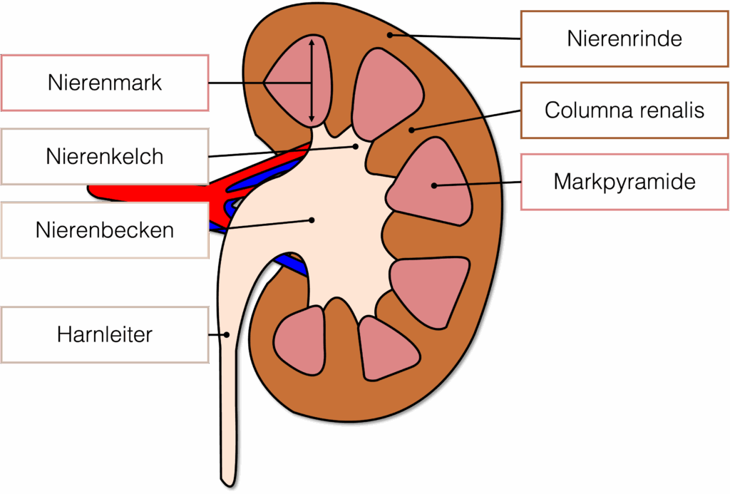 Niere - Anschnitt sagittal