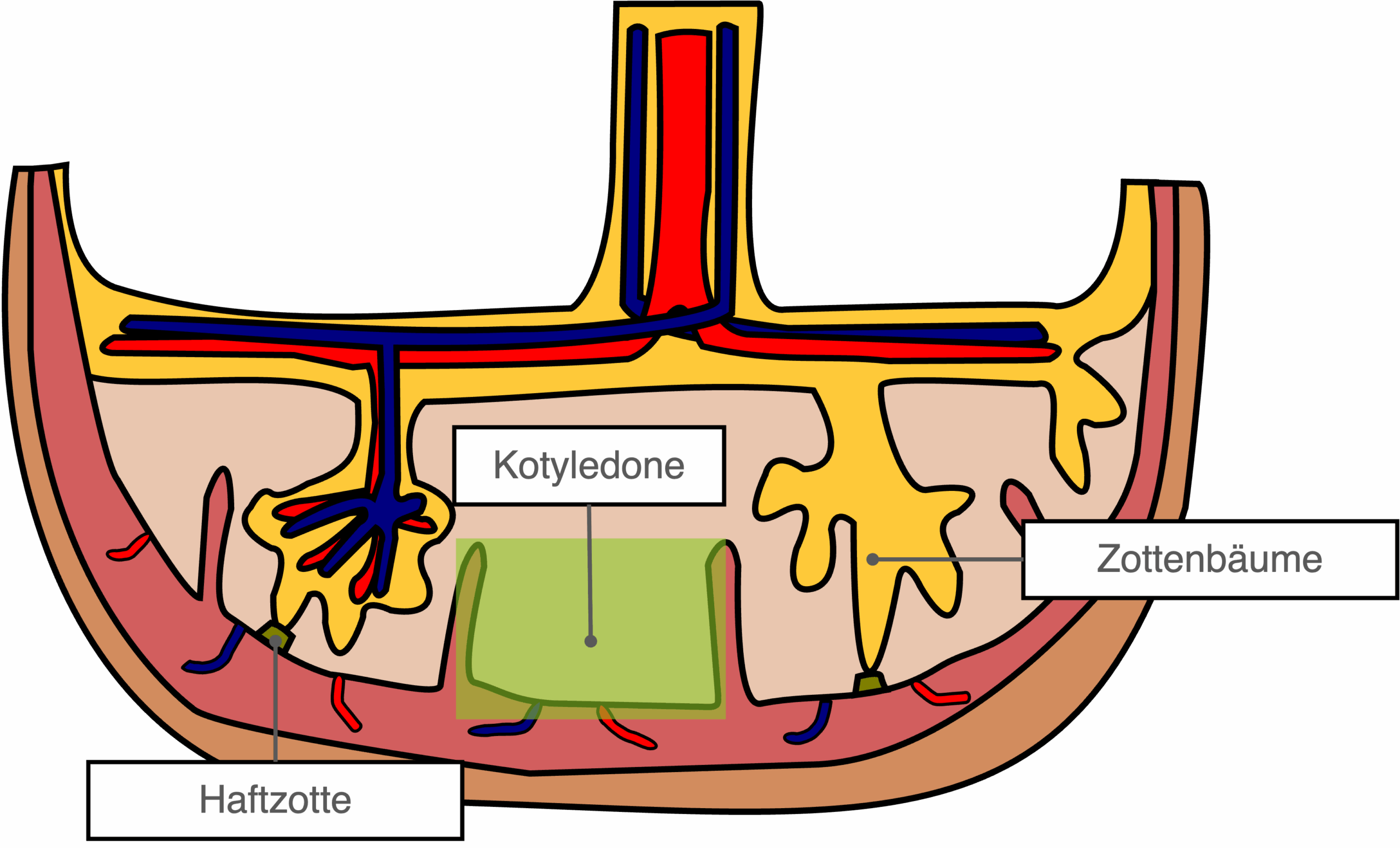 Plazenta - Anschnitt Kotyledone