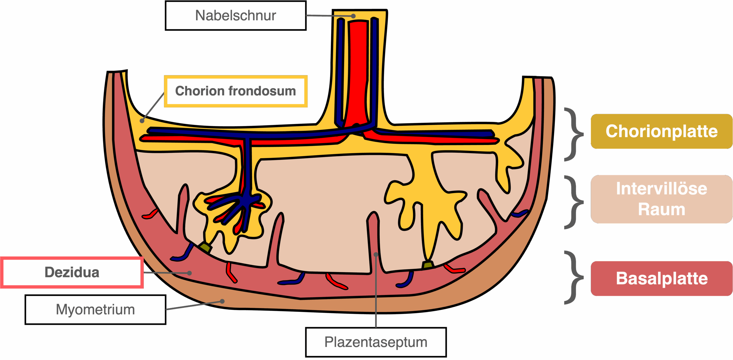 Plazenta - Anschnitt