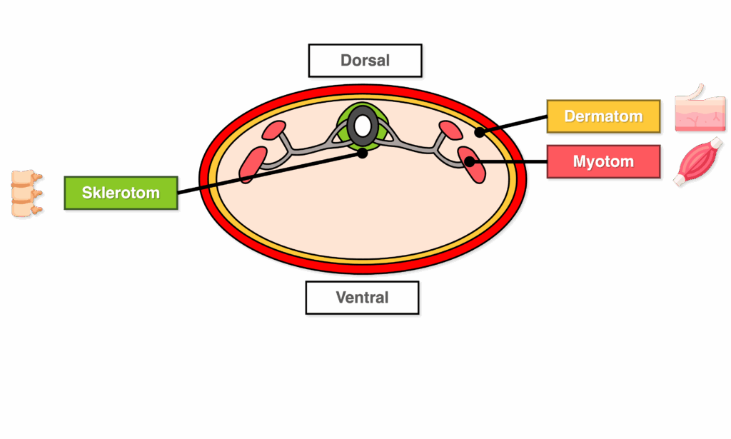 Somiten Anschnitt - Differenzierung von Dermatom, Myotom, Sklerotom