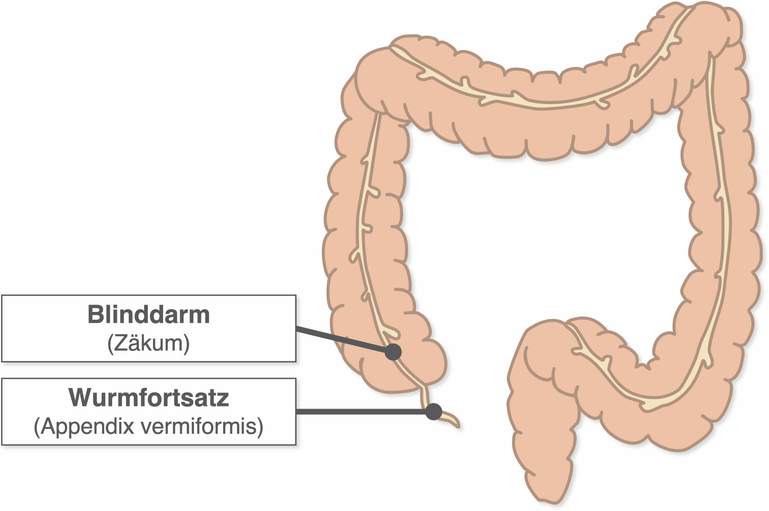 Appendix vermiformis - Anatomie Übersicht
