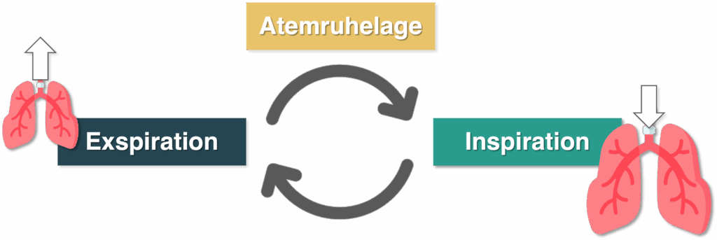 Atemzyklus - Übersicht