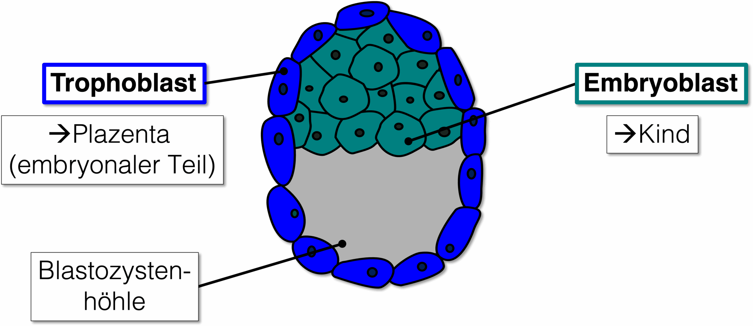 Blastozyste - Aufbau