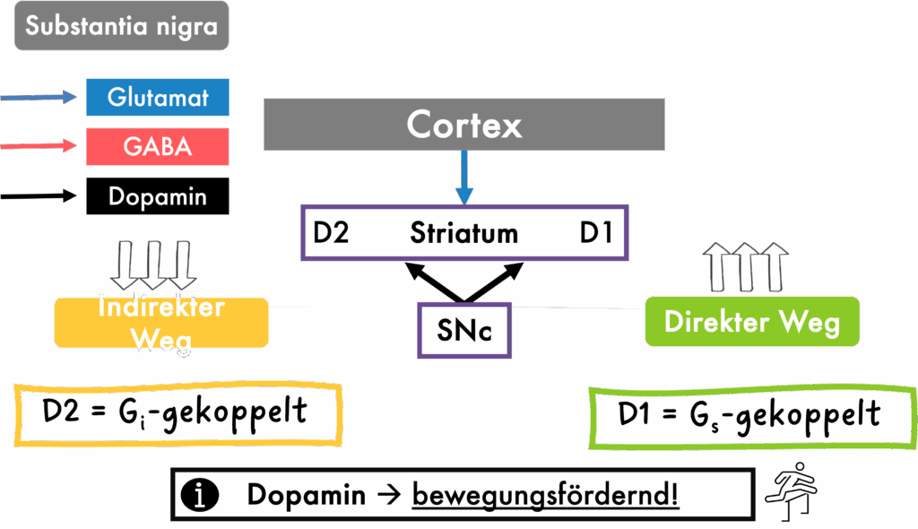 Basalganglienschleife - Substantia nigra