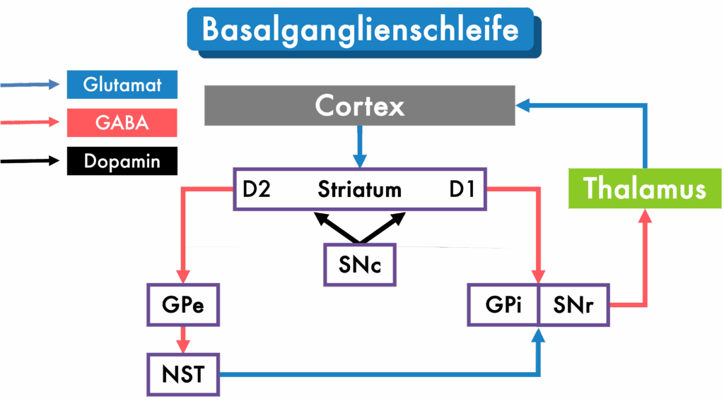 Basalganglienschleife - Überblick