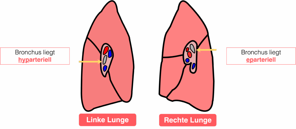 Lunge - Hilum pulmonis