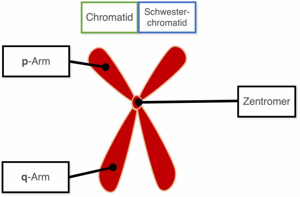 Chromosom - Aufbau
