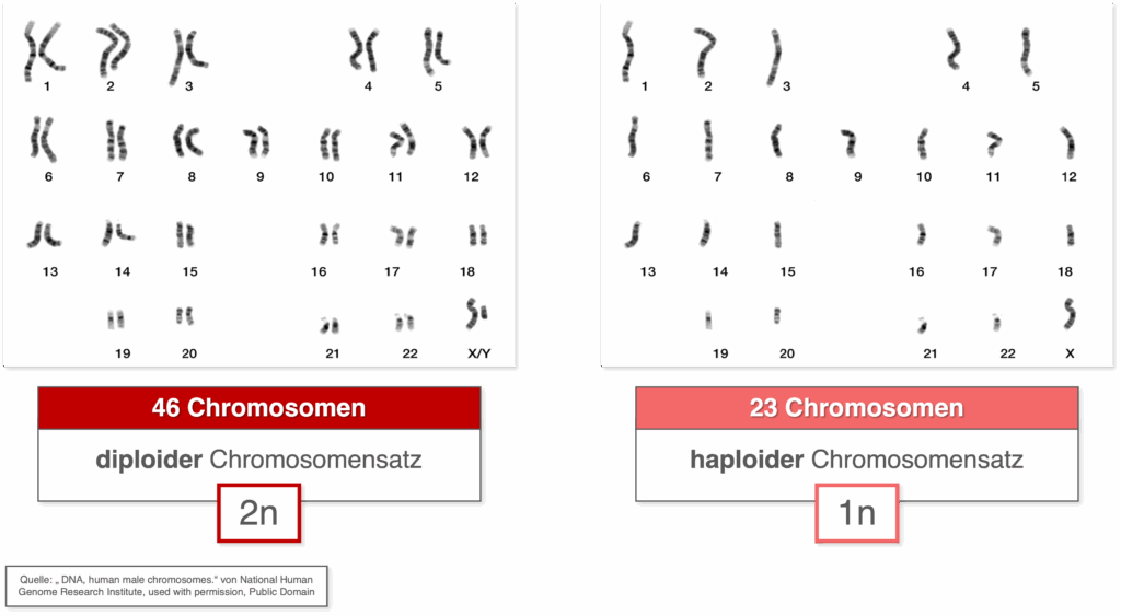 Chromosomensatz - Überblick