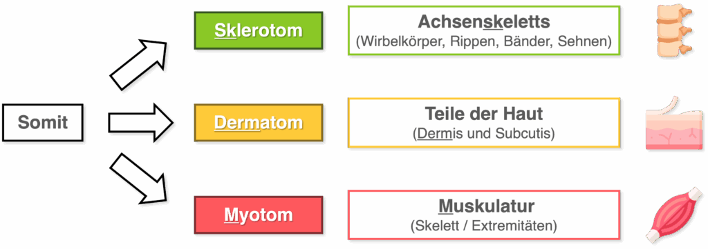 Differenzierung Somiten