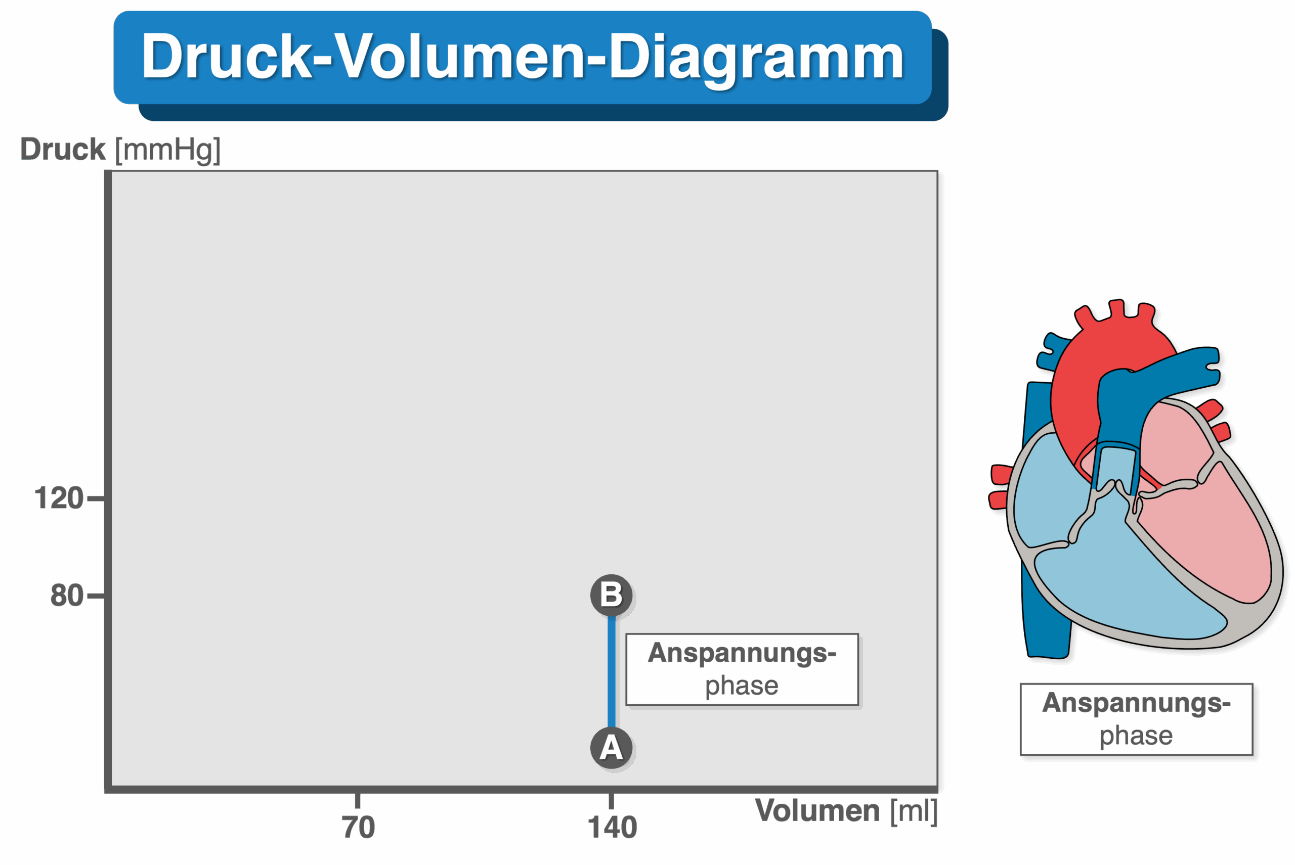 Druck-Volumen-Diagramm - Anspannungsphase