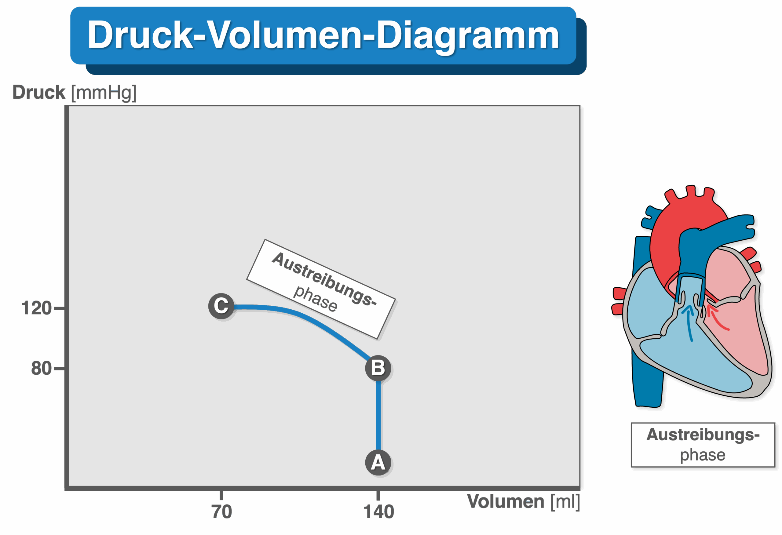 Druck-Volumen-Diagramm - Austreibungsphase