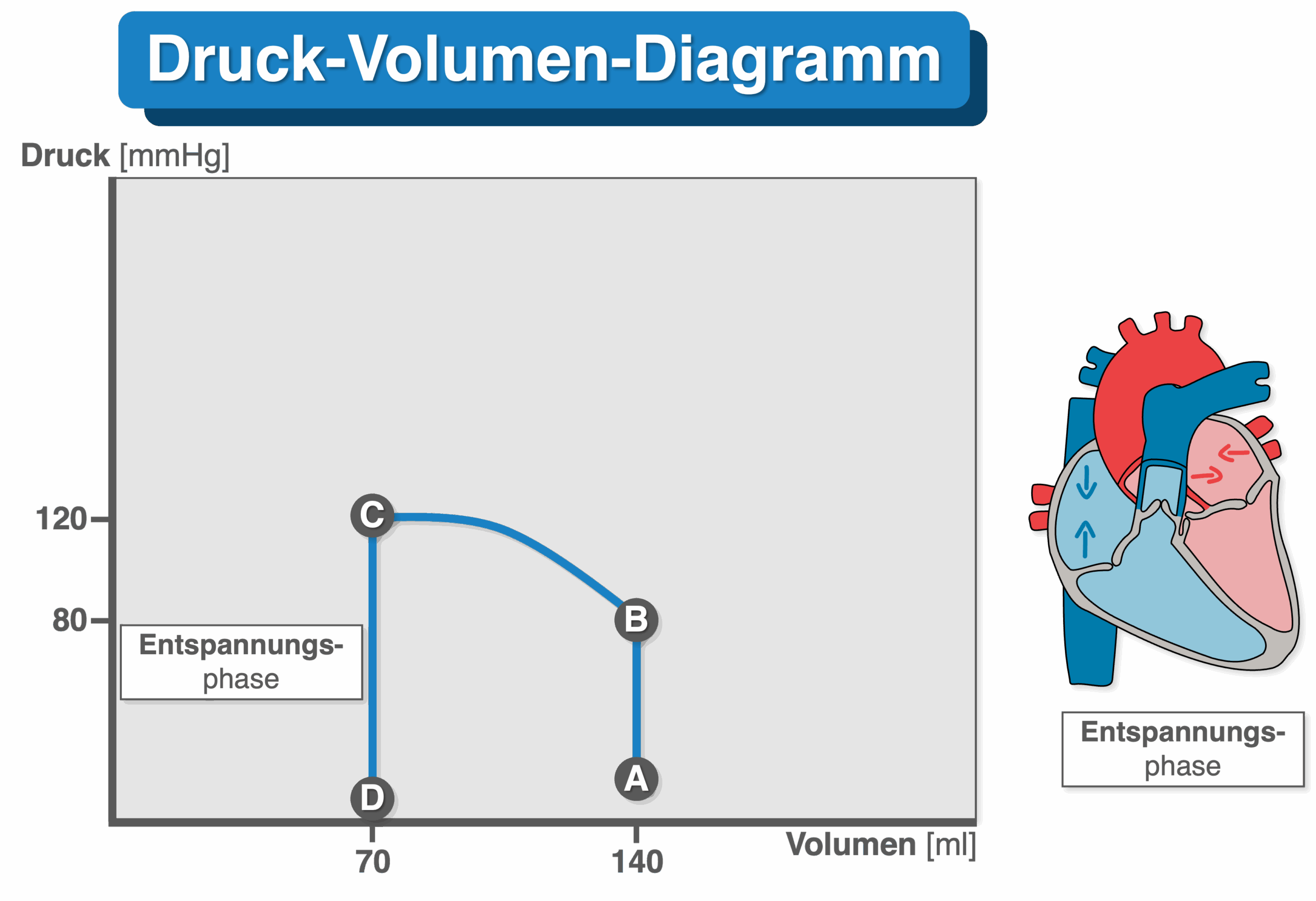 Druck-Volumen-Diagramm - Entspannungsphase