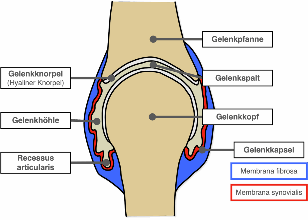 Echtes Gelenk - Aufbau