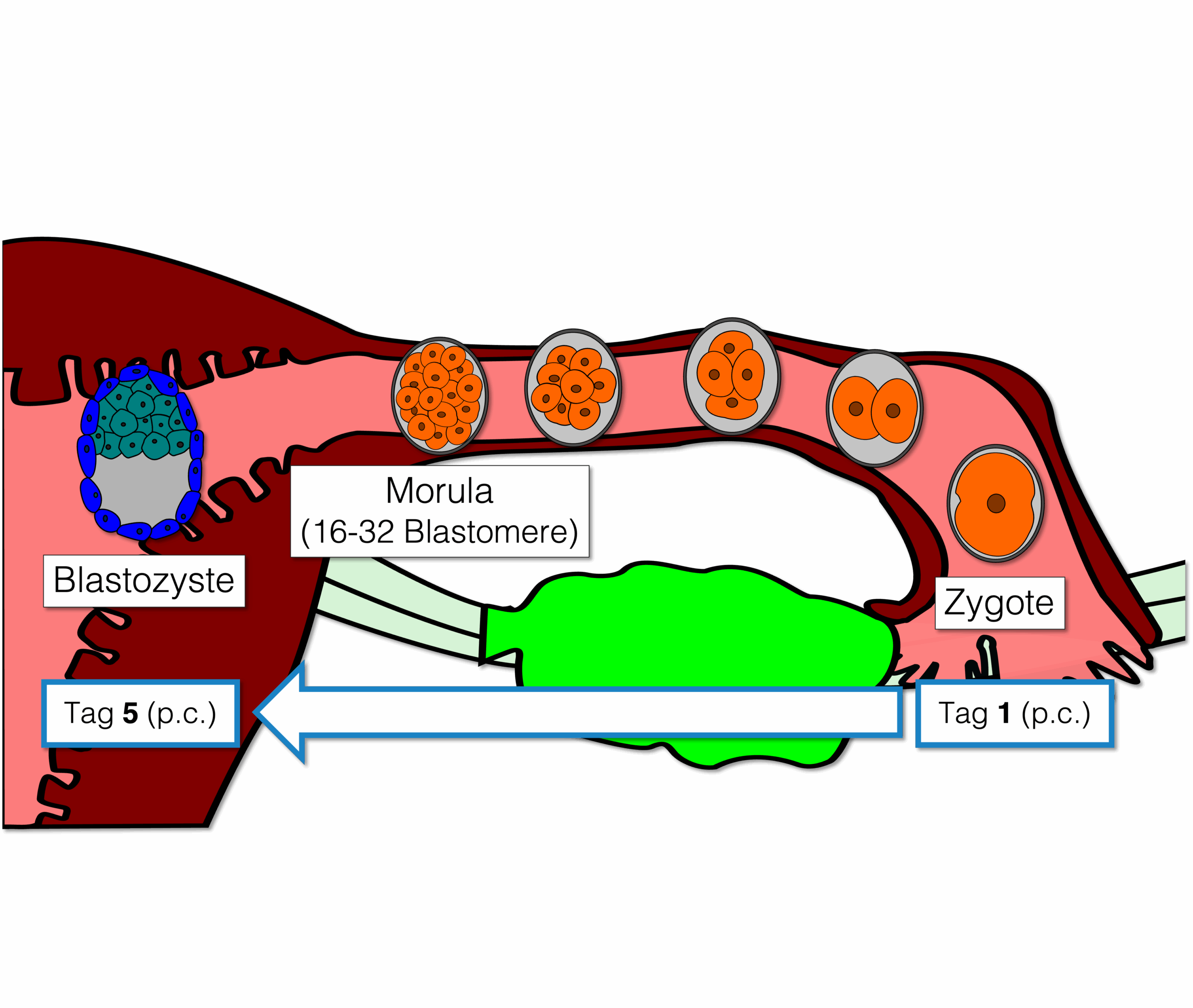 Einnistung im Uterus - Passage durch Eileiter