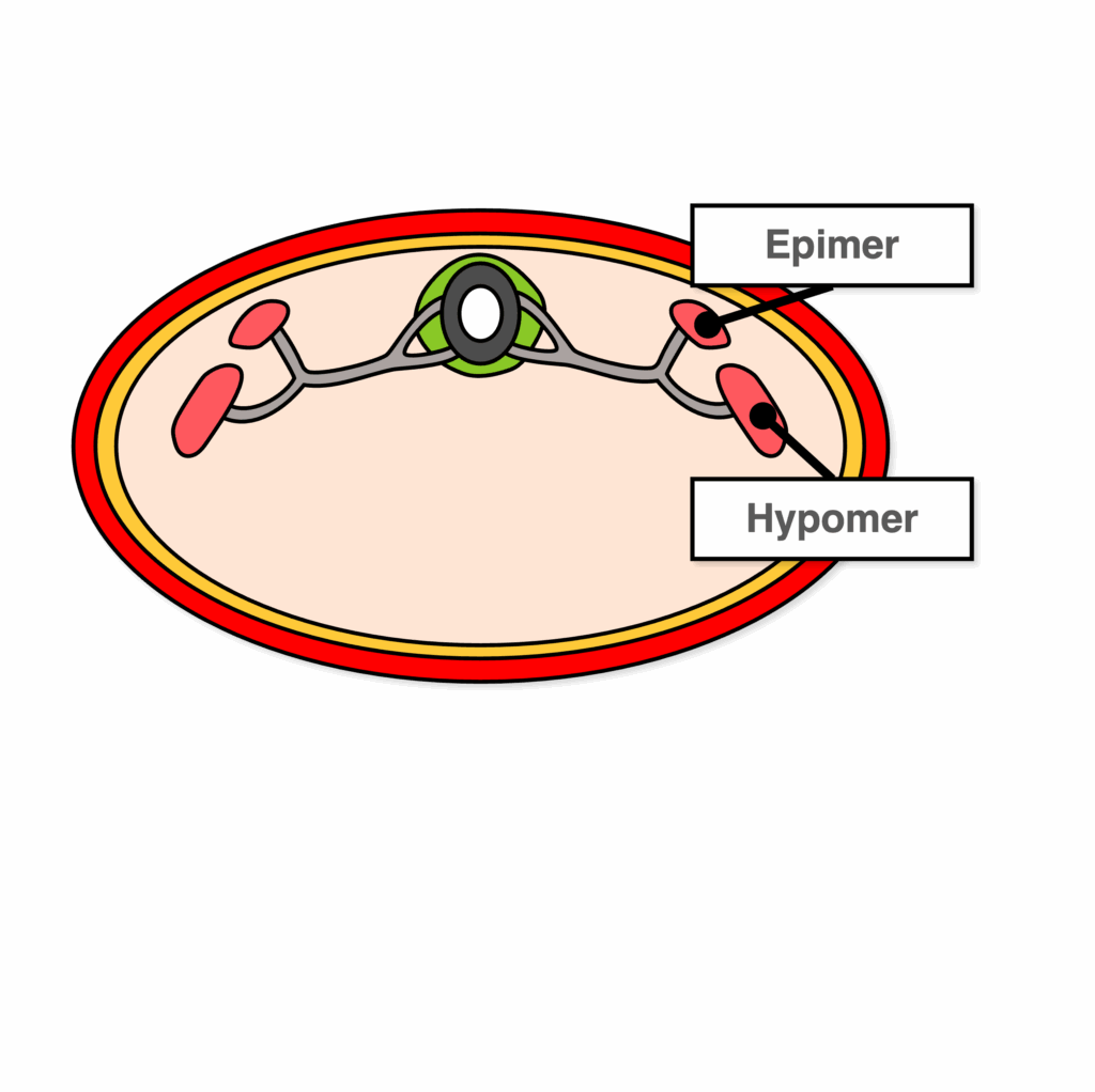Myotom - Epimer Hypomer