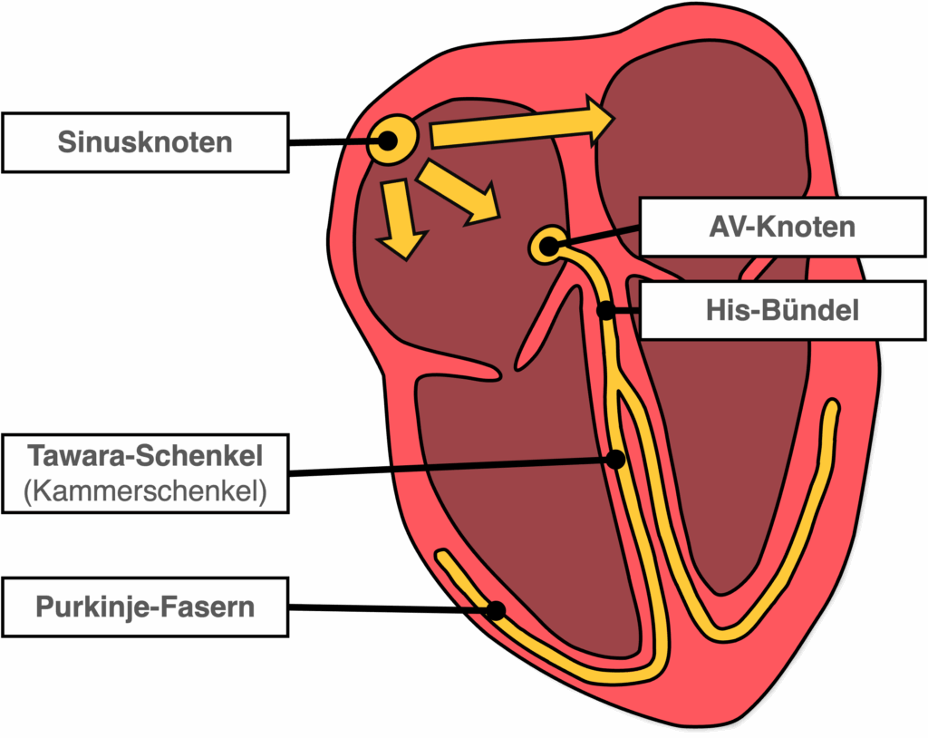 Erregungsleitungssystem - Überblick
