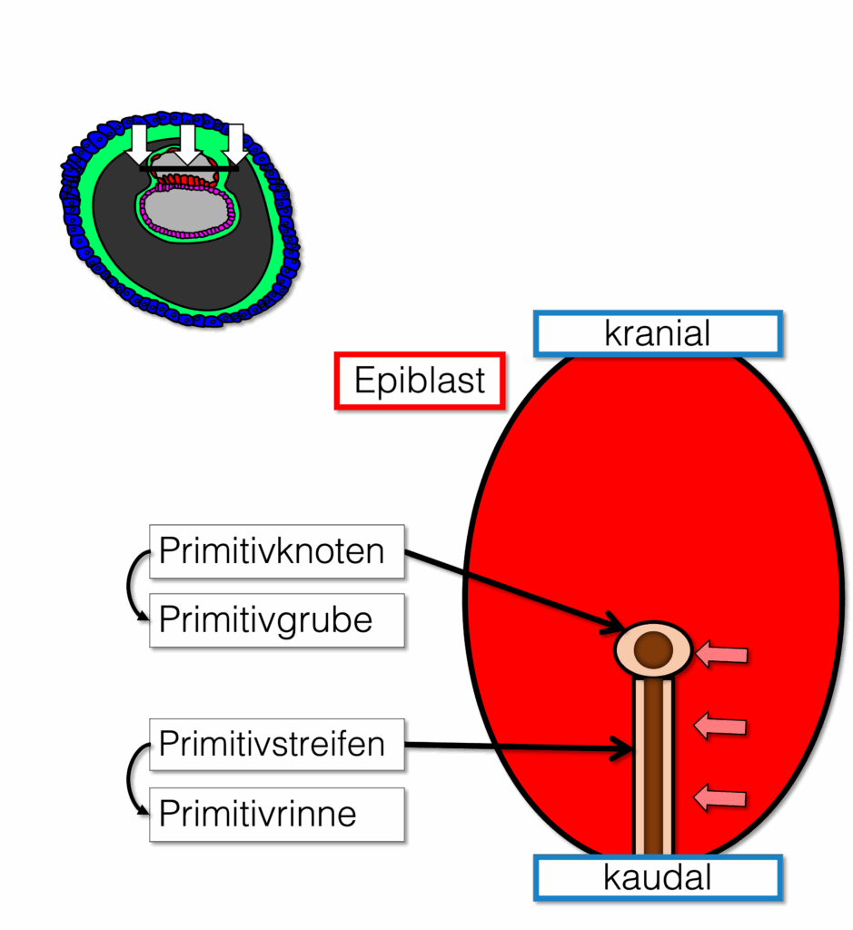 Gastrulation - Bildung Primitivstreifen und Primitivknoten