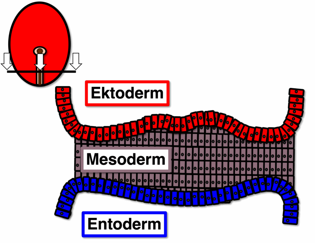 Gastrulation - Ausbildung der Keimblätter