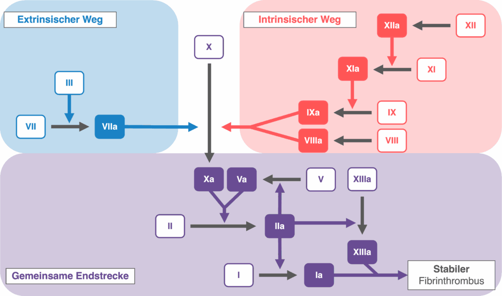 Gerinnungskaskade - Überblick
