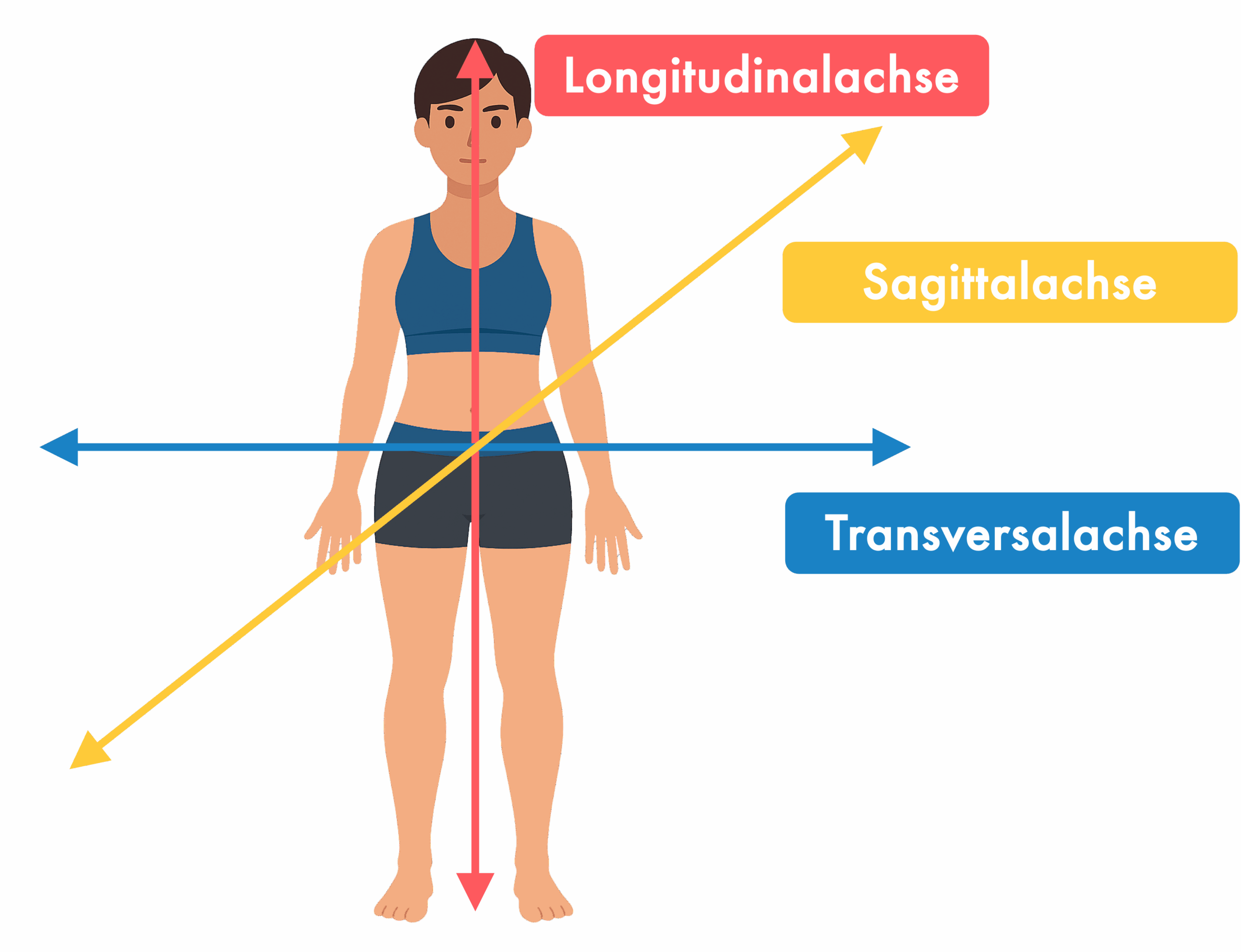 Anatomische Hauptachsen