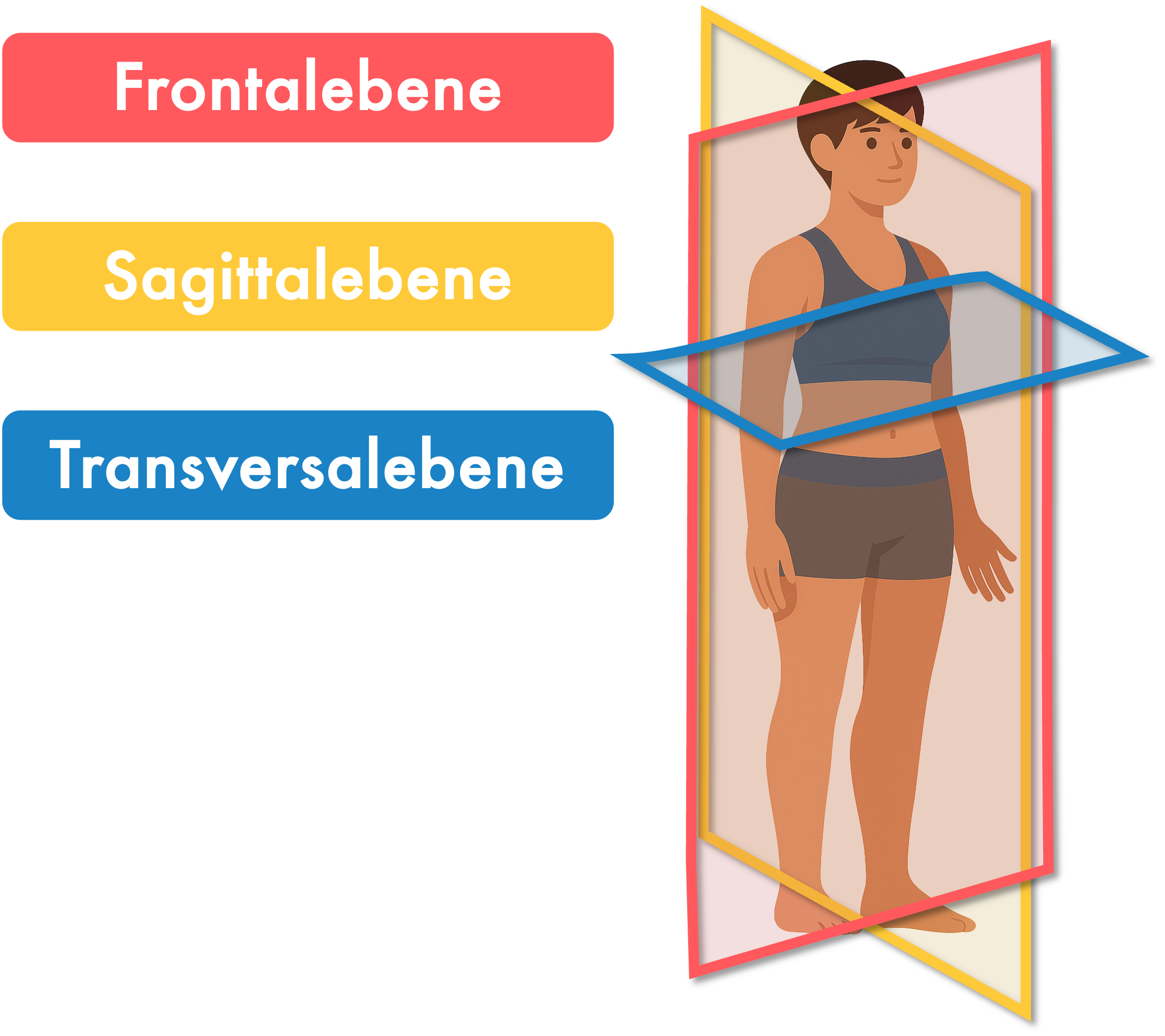 Anatomische Hauptebenen