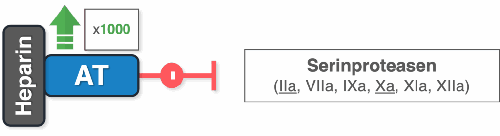Heparin - Wirkung