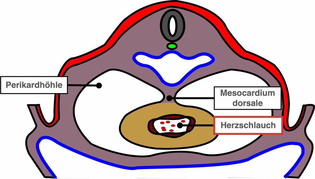 Herzentwicklung - Bildung Herzschlauch und Perikardhöhle