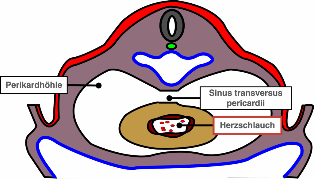 Herzentwicklung - Sinus transversus