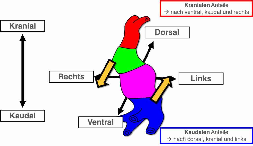 Herzschleife - Bewegungen