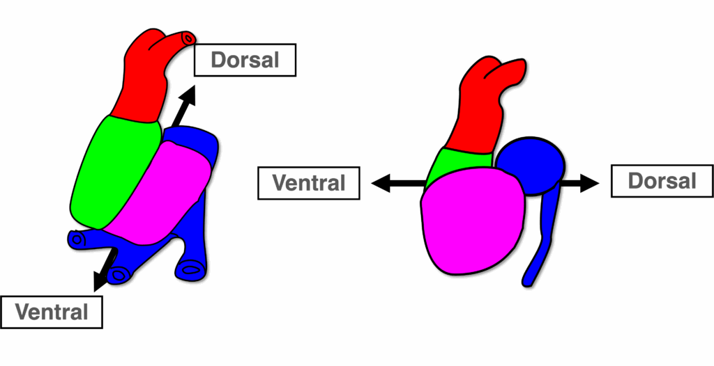 Herzschleife - Ergebnis