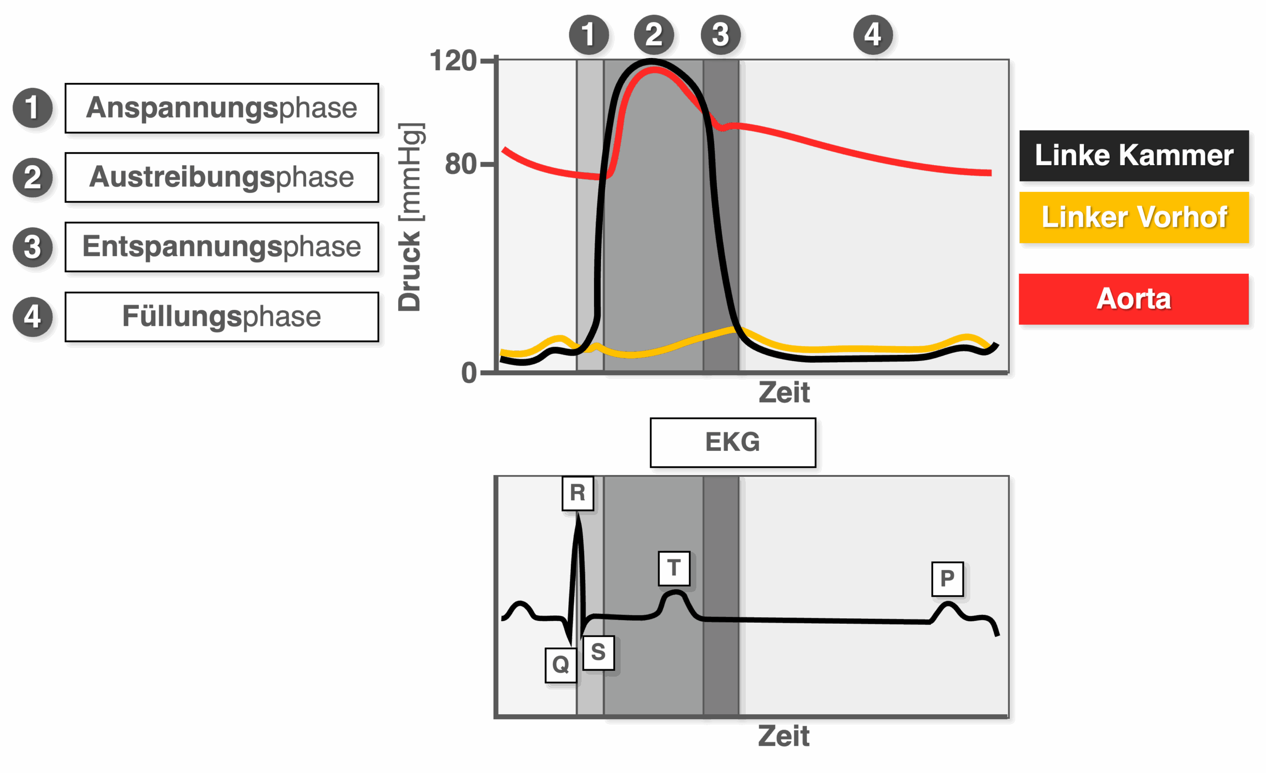 Herzzyklus - Phasen EKG