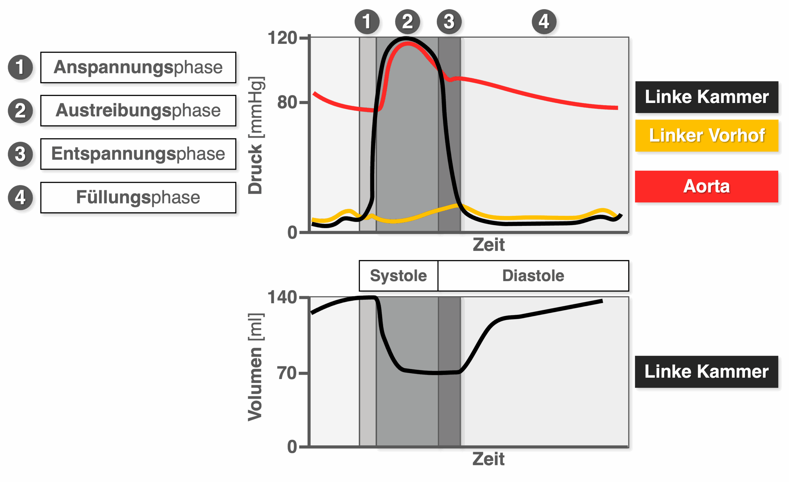Herzzyklus - Phasen Überblick