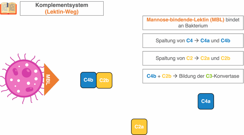 Komplementsystem - Lektin Weg