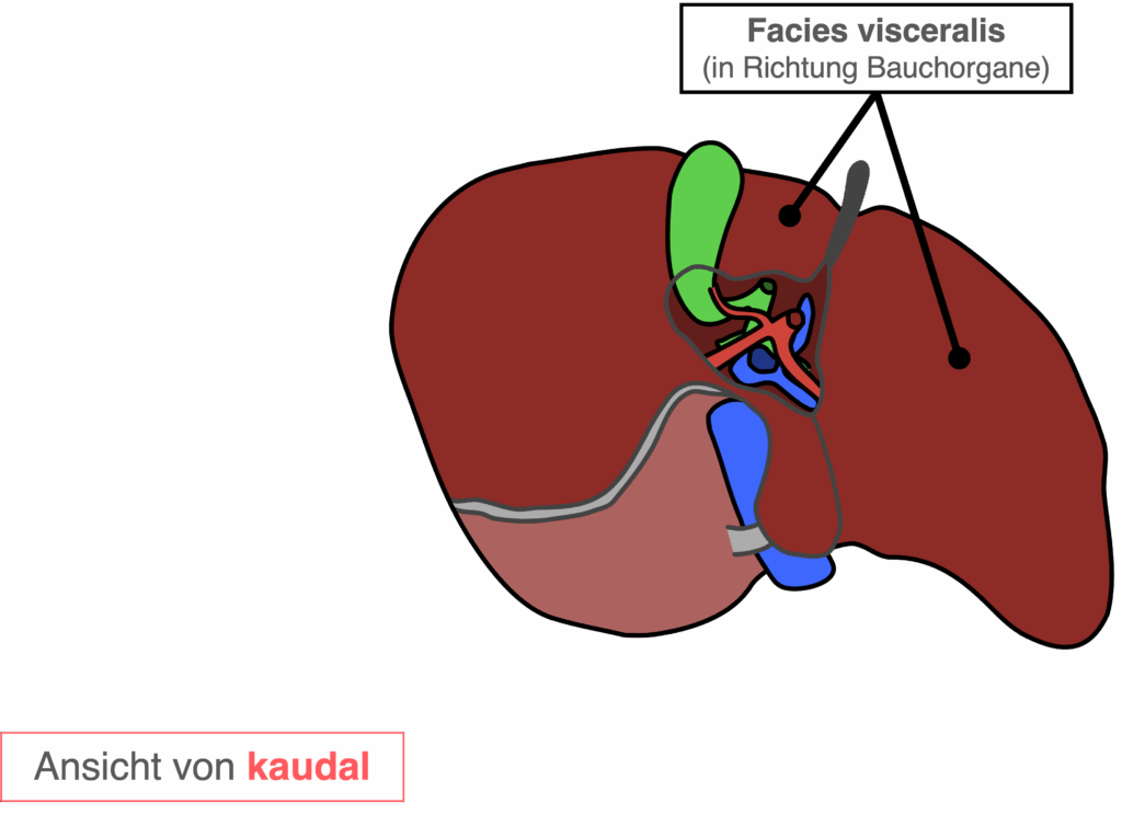 Leber - Aufbau kaudal (Facies visceralis)