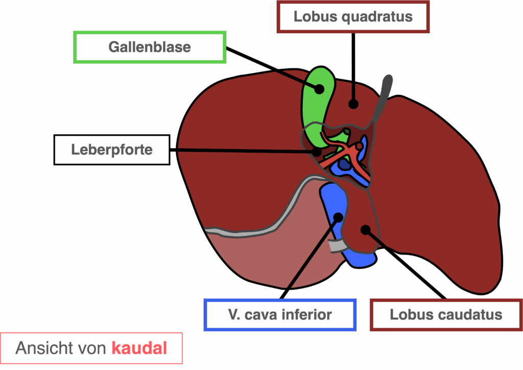 Leber - Aufbau kaudal