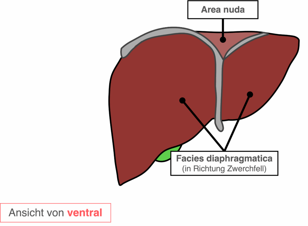 Leber - Aufbau ventral (Facies diaphragmatica)