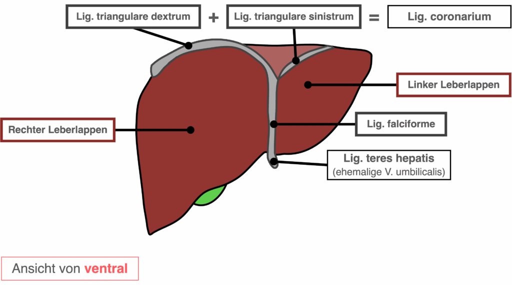 Leber - Aufbau ventral