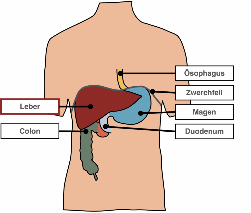Leber - Lage