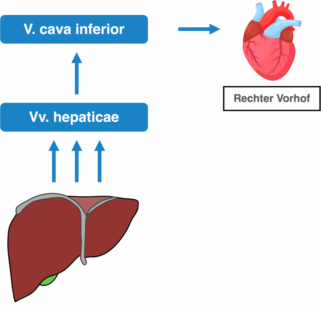 Leber - Venöse Drainage