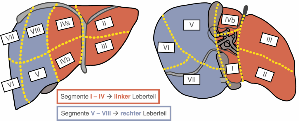 Lebersegmente