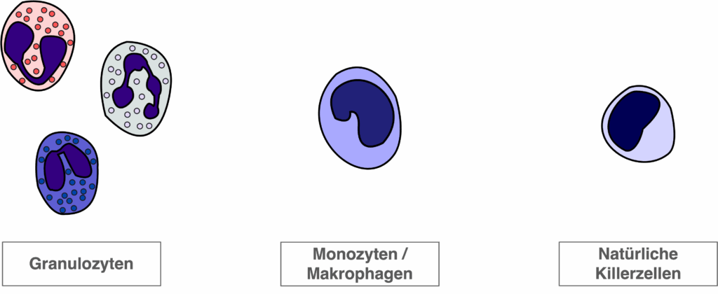 Leukozyten - Überblick