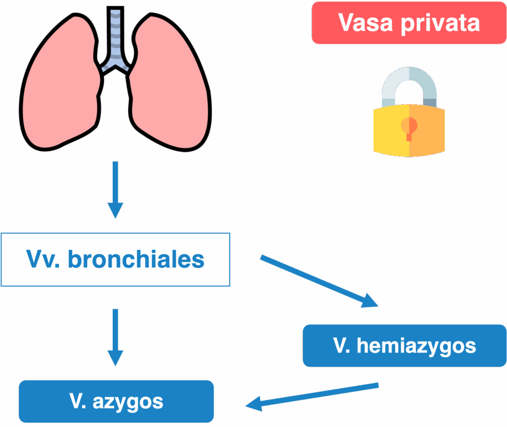 Lunge - Vasa privata venös