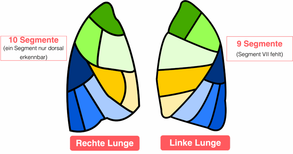Lungensegmente