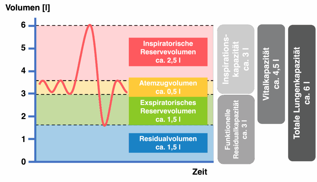 Lungenvolumina und Lungenkapazitäten