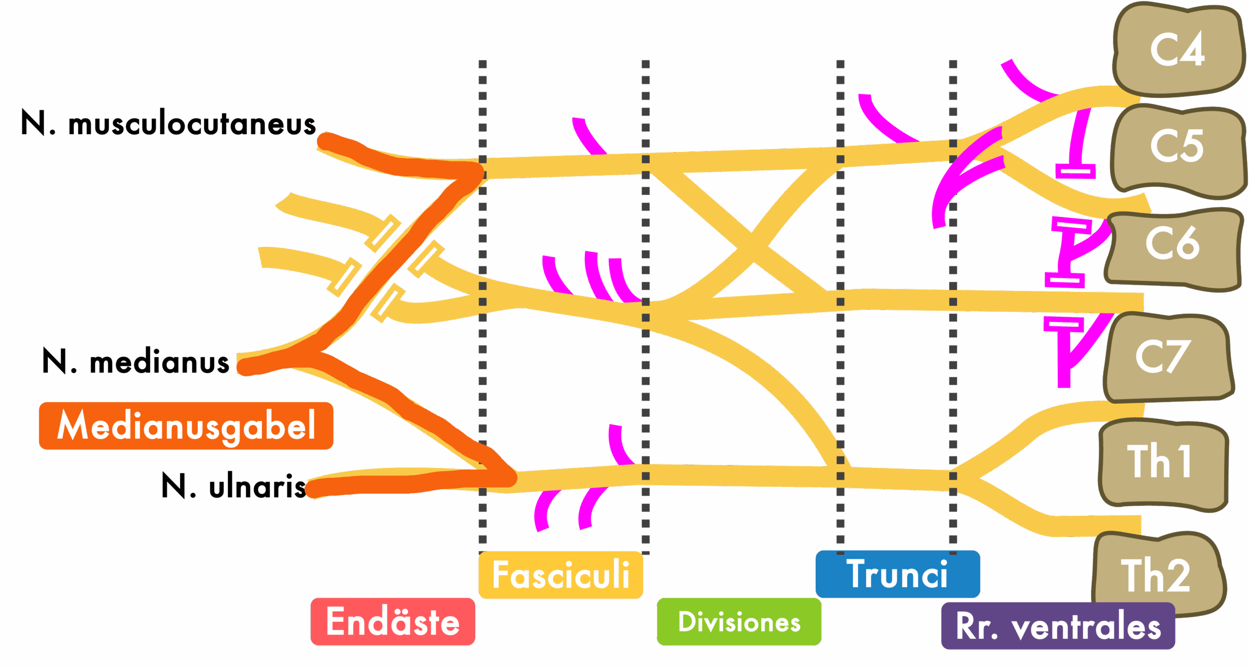 Plexus brachialis - Medianusgabel